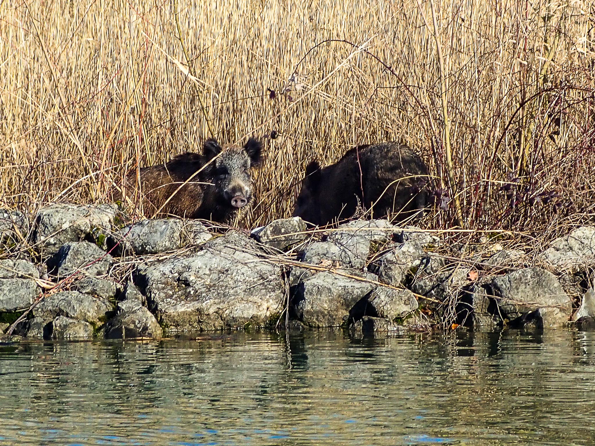 Kandidaten zum Mitrudern?